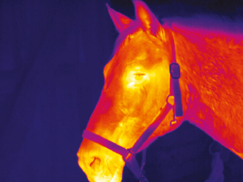 Thermography in veterinary medicine: efficient and diverse